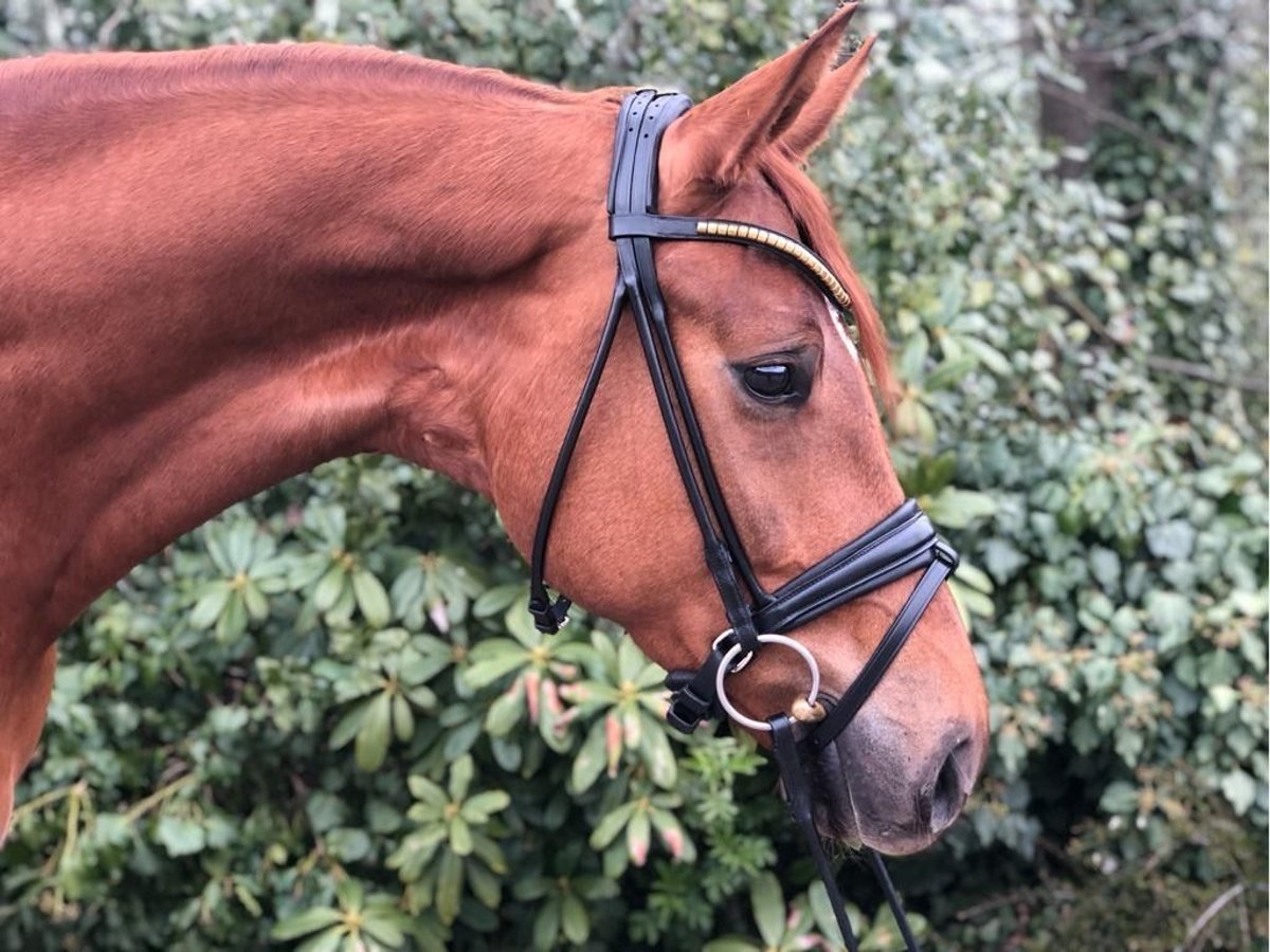 Oldenburg Mare 8 years 16,2 hh Chestnut-Red in Großmaischeid