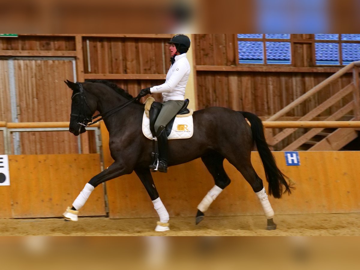 Oldenburg Mare 8 years 16,2 hh Smoky-Black in Freiensteinau