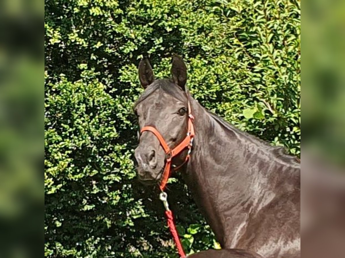 Oldenburg Mare 8 years 16,3 hh Smoky-Black in Wietmarschen