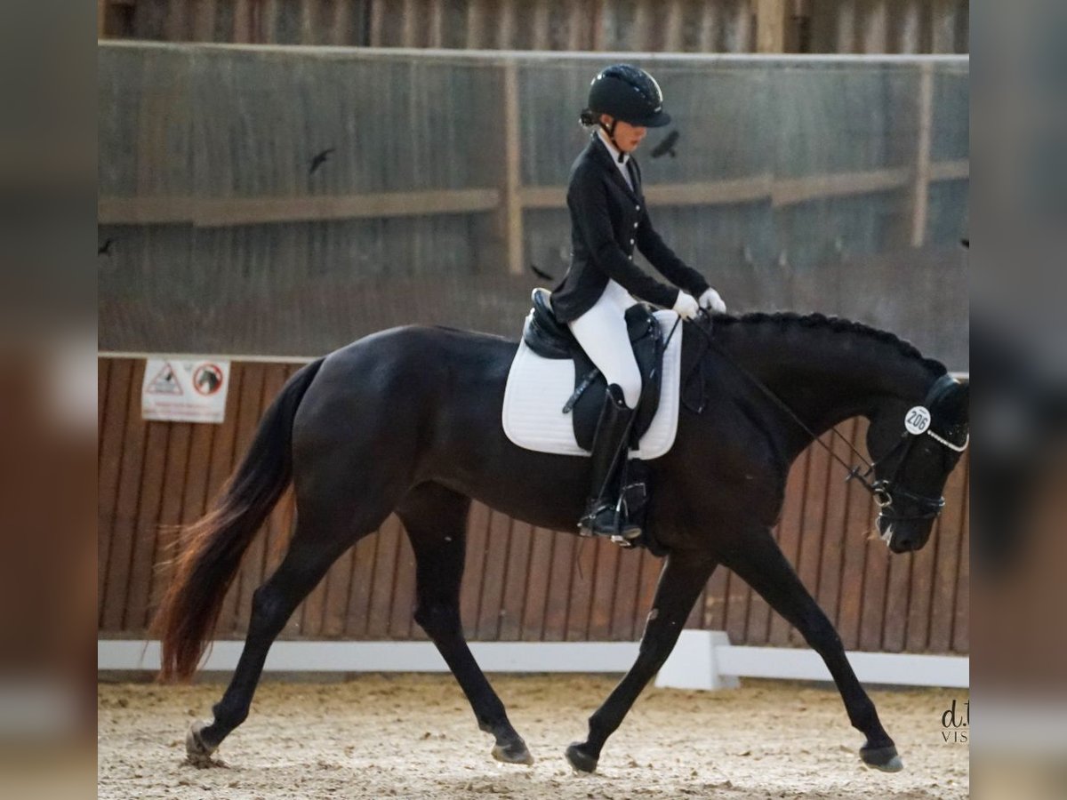 Oldenburg Mare 8 years 16 hh Black in Pirmasens