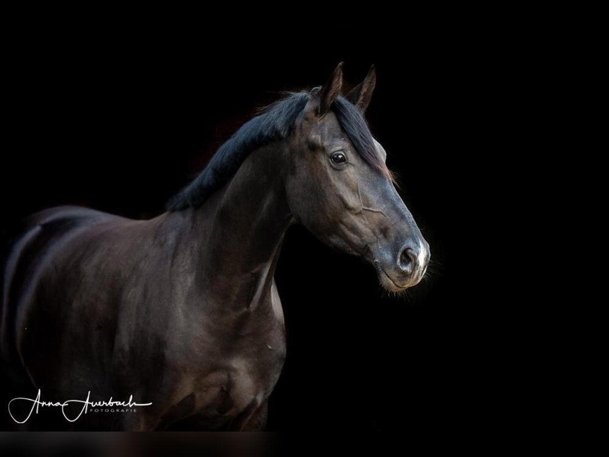 Oldenburg Mare 8 years 16 hh in Melle