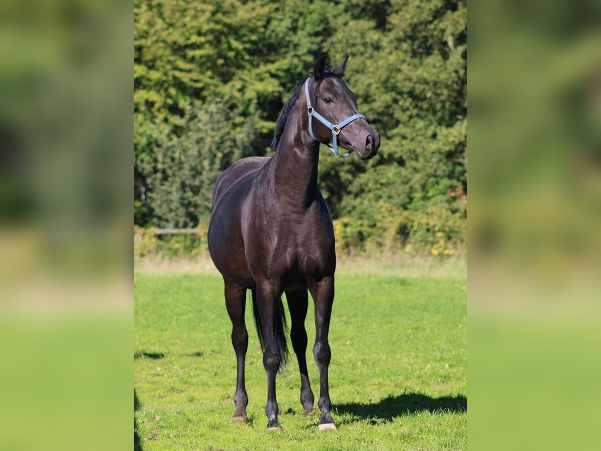 Oldenburg Mare 8 years 16 hh Smoky-Black in Radeburg