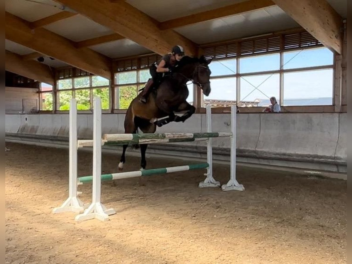 Oldenburg Mare 8 years 16,1 hh Bay-Dark in G&#xFC;glingen