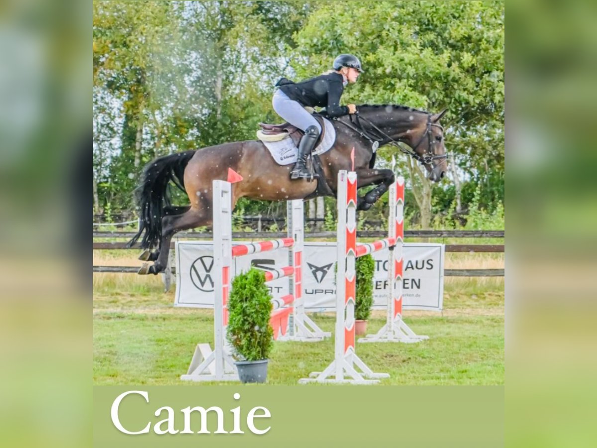 Oldenburg Mare 8 years 16,1 hh Bay-Dark in Zeven