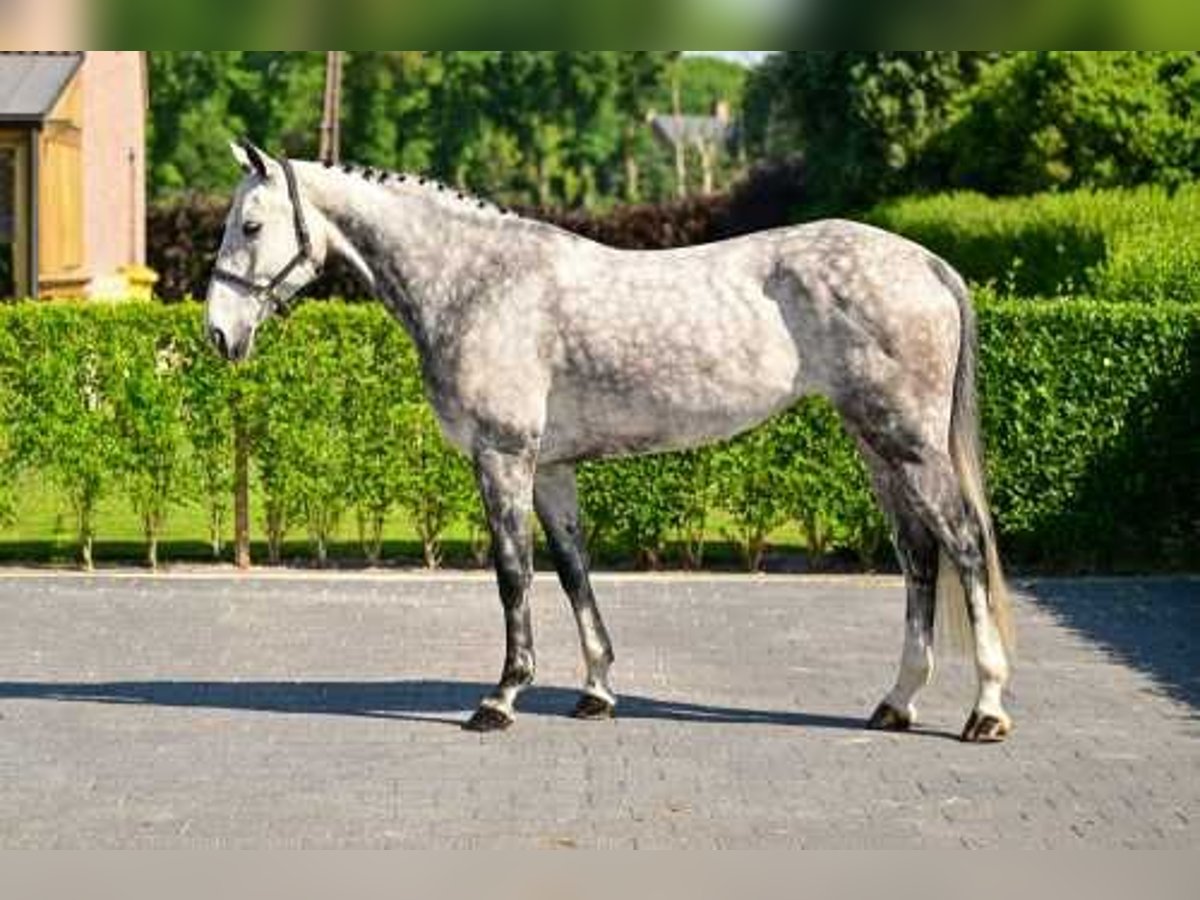 Oldenburg Mare 8 years 16,1 hh Gray in Bladel
