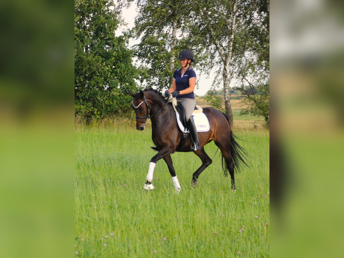 Oldenburg Mare 8 years 16,1 hh Smoky-Black in Valluhn