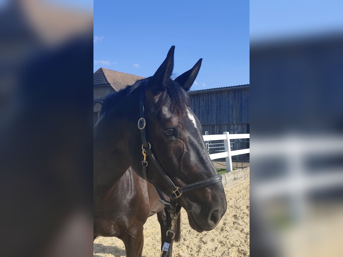 Oldenburg Mare 8 years 16,3 hh Bay-Dark in Aarau Rohr