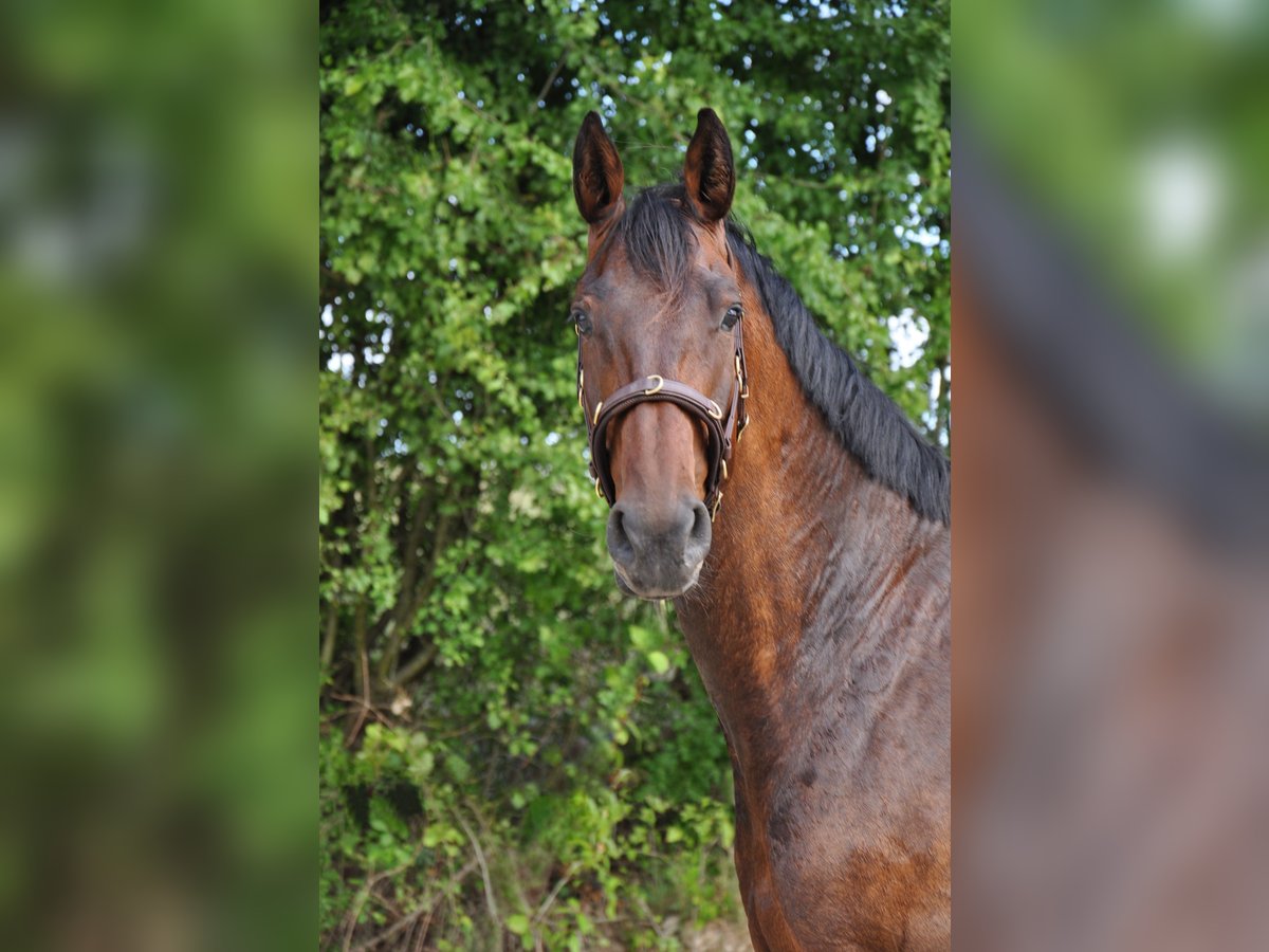 Oldenburg Mare 8 years 17 hh Brown in Limburg an der Lahn