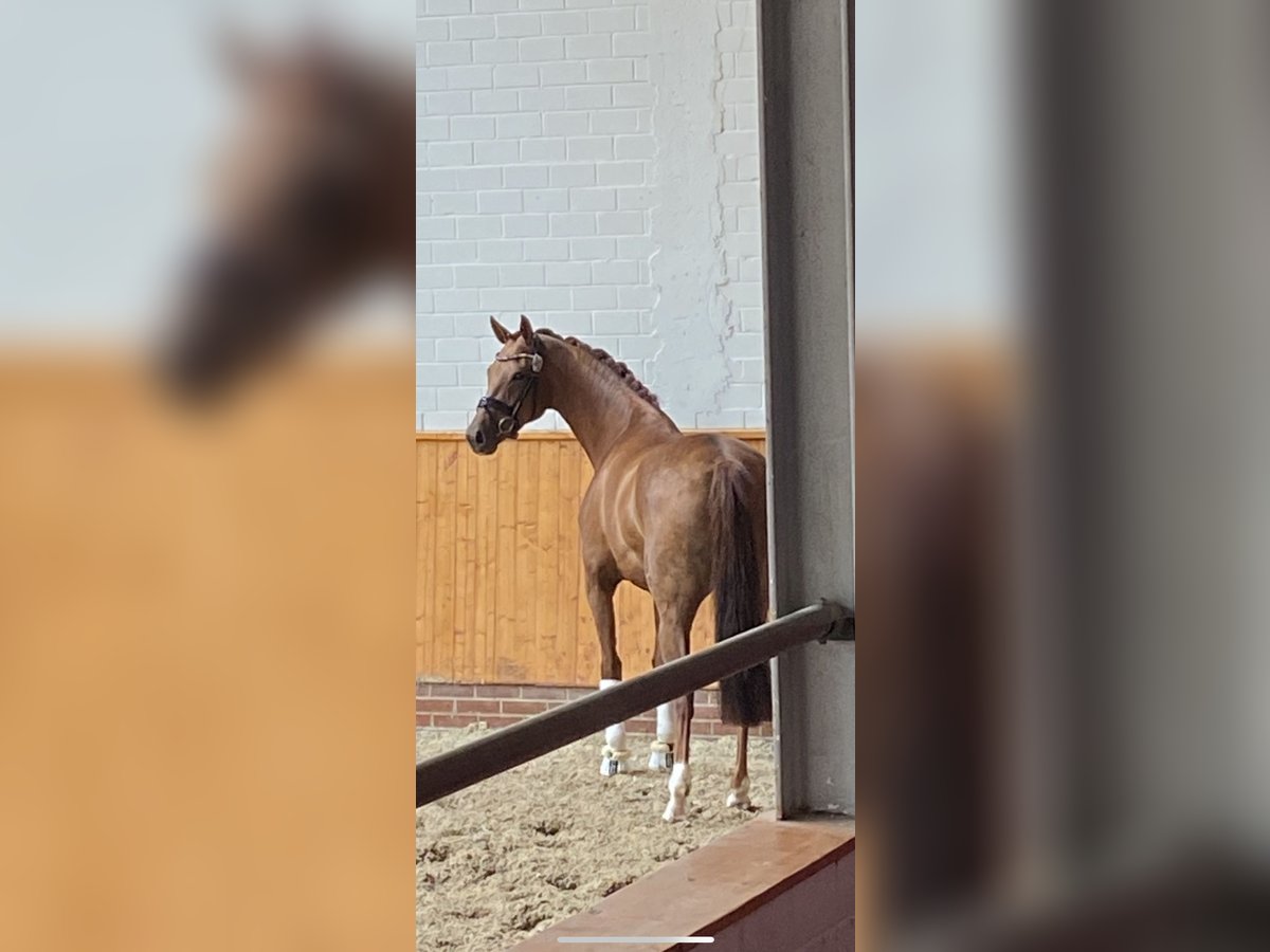 Oldenburg Mare 8 years 17 hh Chestnut in Vechta