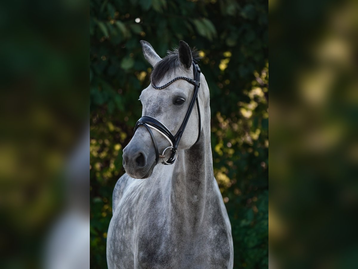 Oldenburg Mare 8 years 17 hh Gray-Dapple in Laudenbach