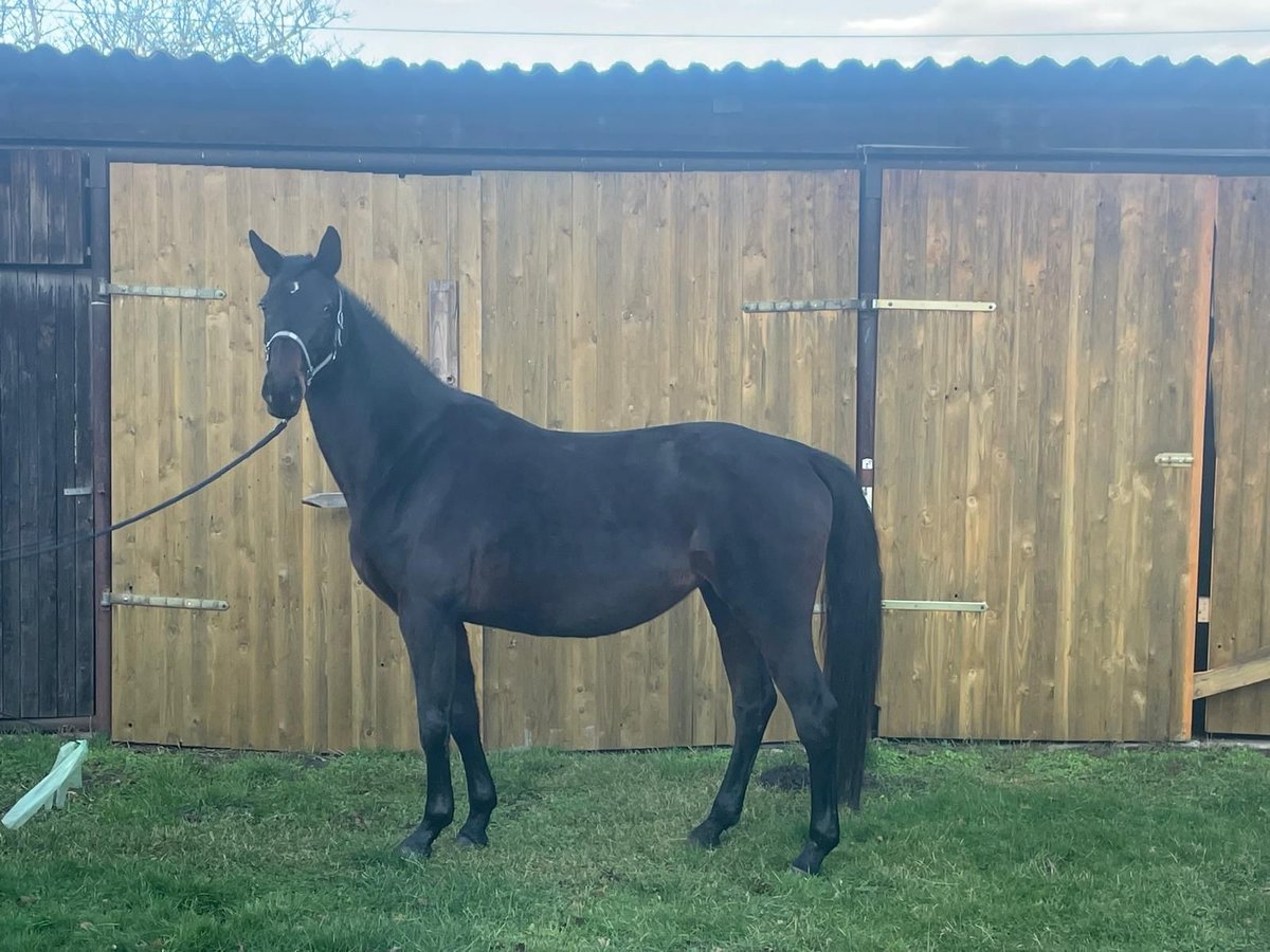 Oldenburg Mare 8 years Brown in Adelheidsdorf