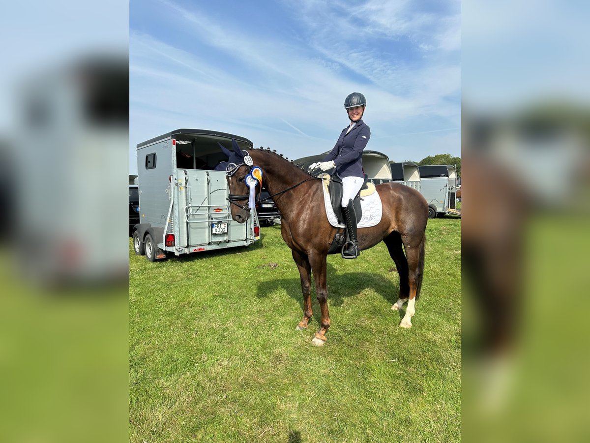 Oldenburg Mare 9 years 15,3 hh Chestnut in Vechta