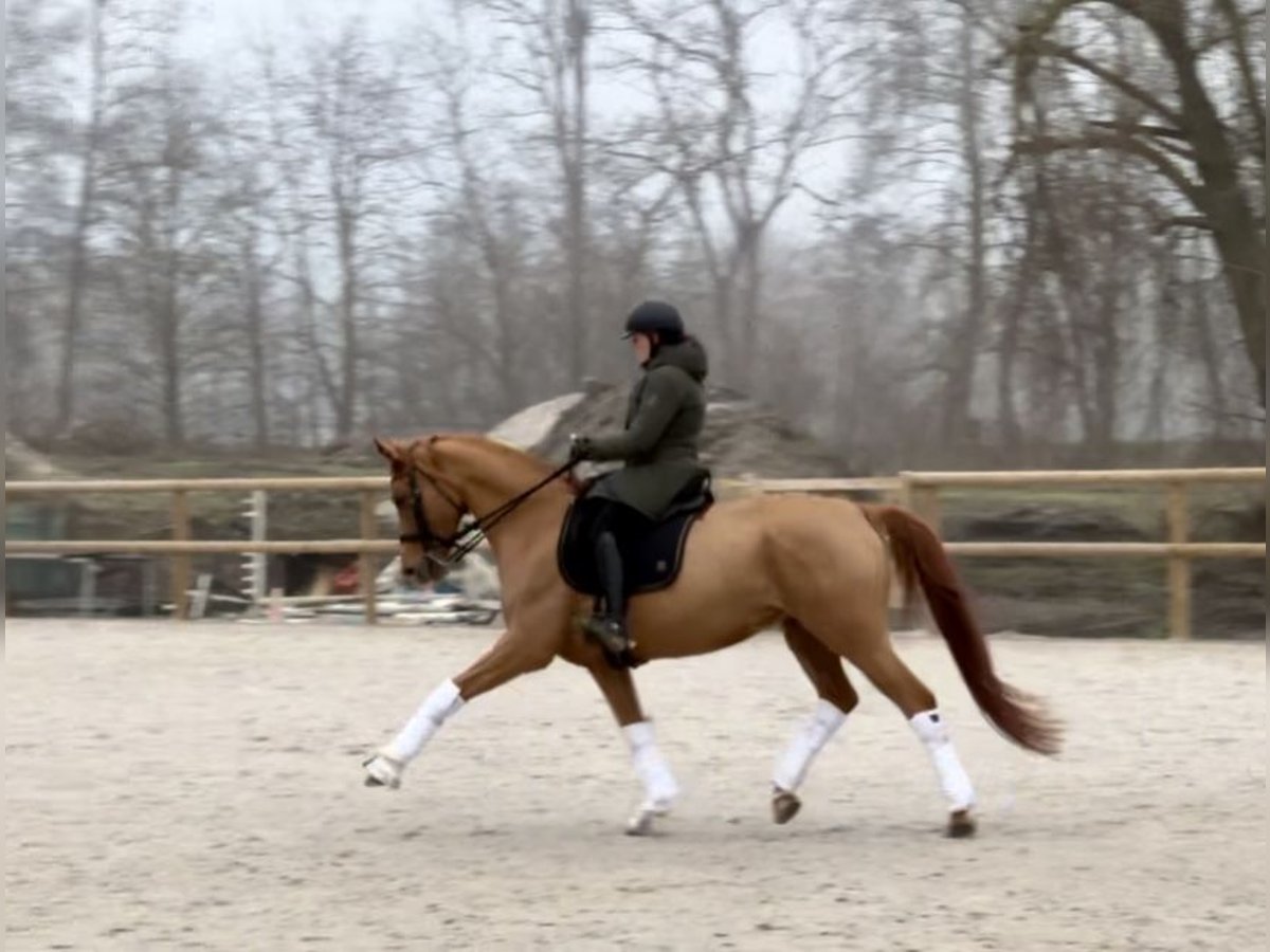 Oldenburg Mare 9 years 16,2 hh Chestnut in M&#xE9;rignies