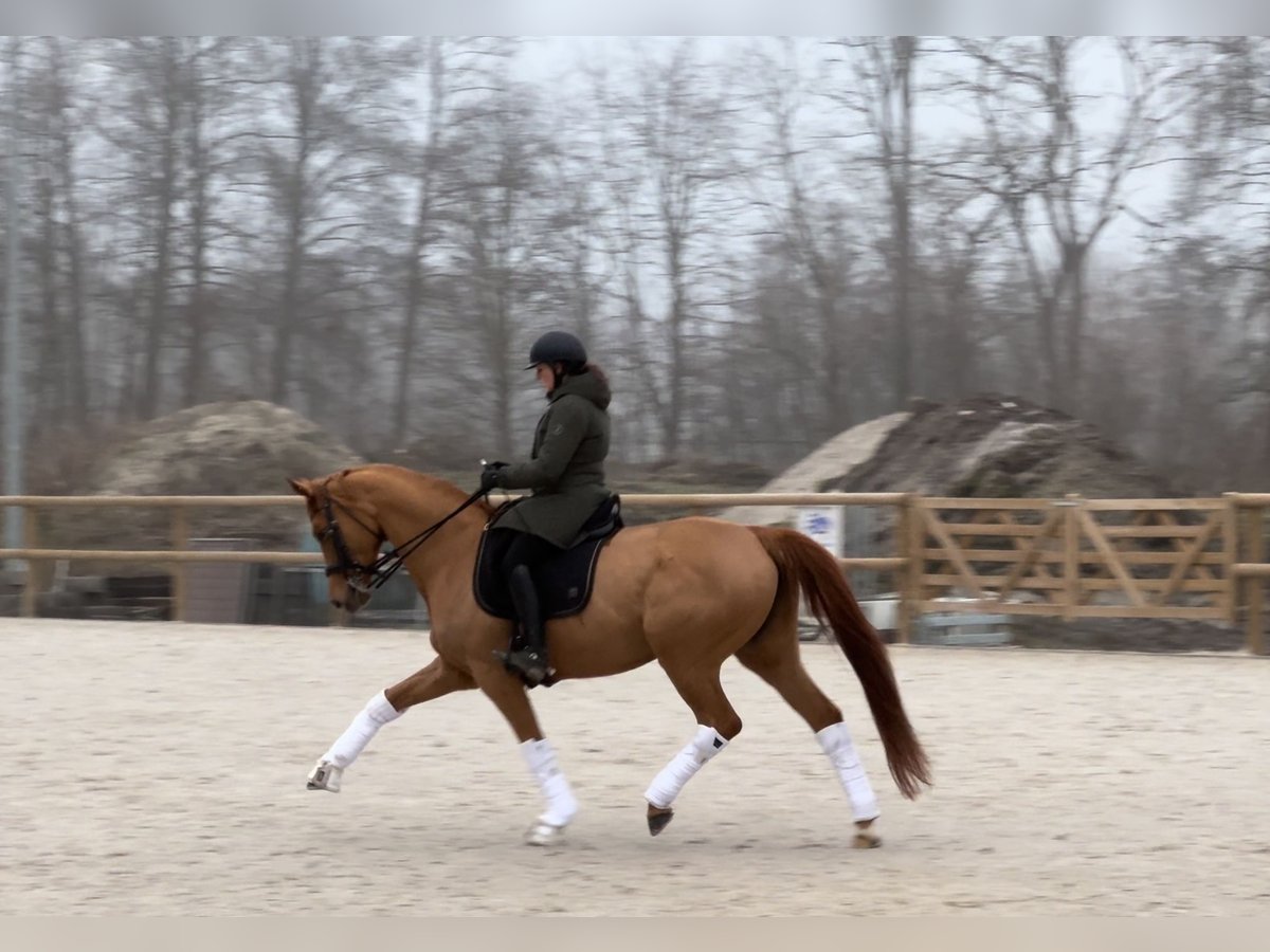 Oldenburg Mare 9 years 16,2 hh Chestnut-Red in Dechy