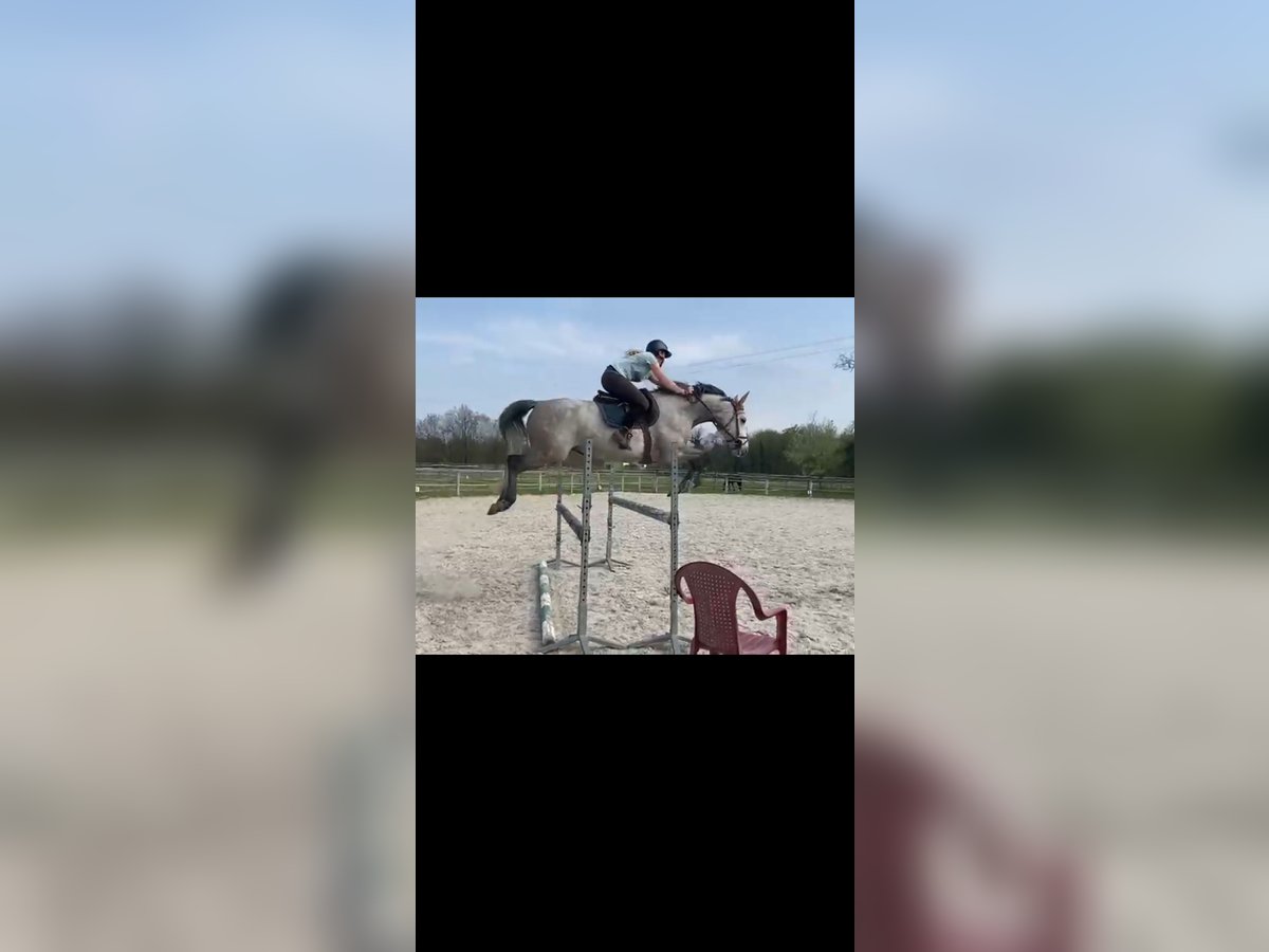 Oldenburg Mare 9 years 16,2 hh Gray in Andolsheim