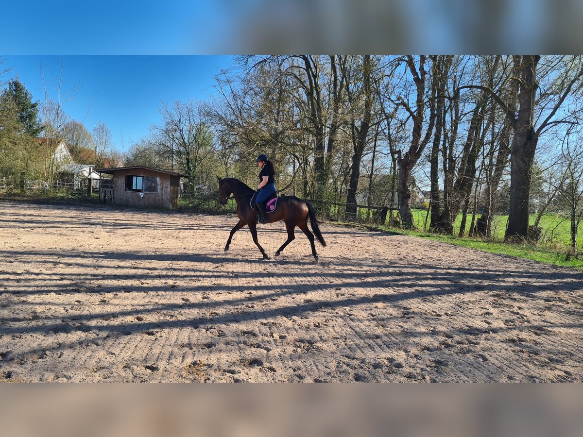 Oldenburg Mare 9 years 16,1 hh Bay-Dark in Neuburg an der Donau