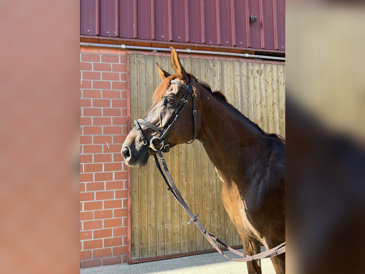 Oldenburg Mare 9 years 16,1 hh Chestnut in Lohne (Oldenburg)