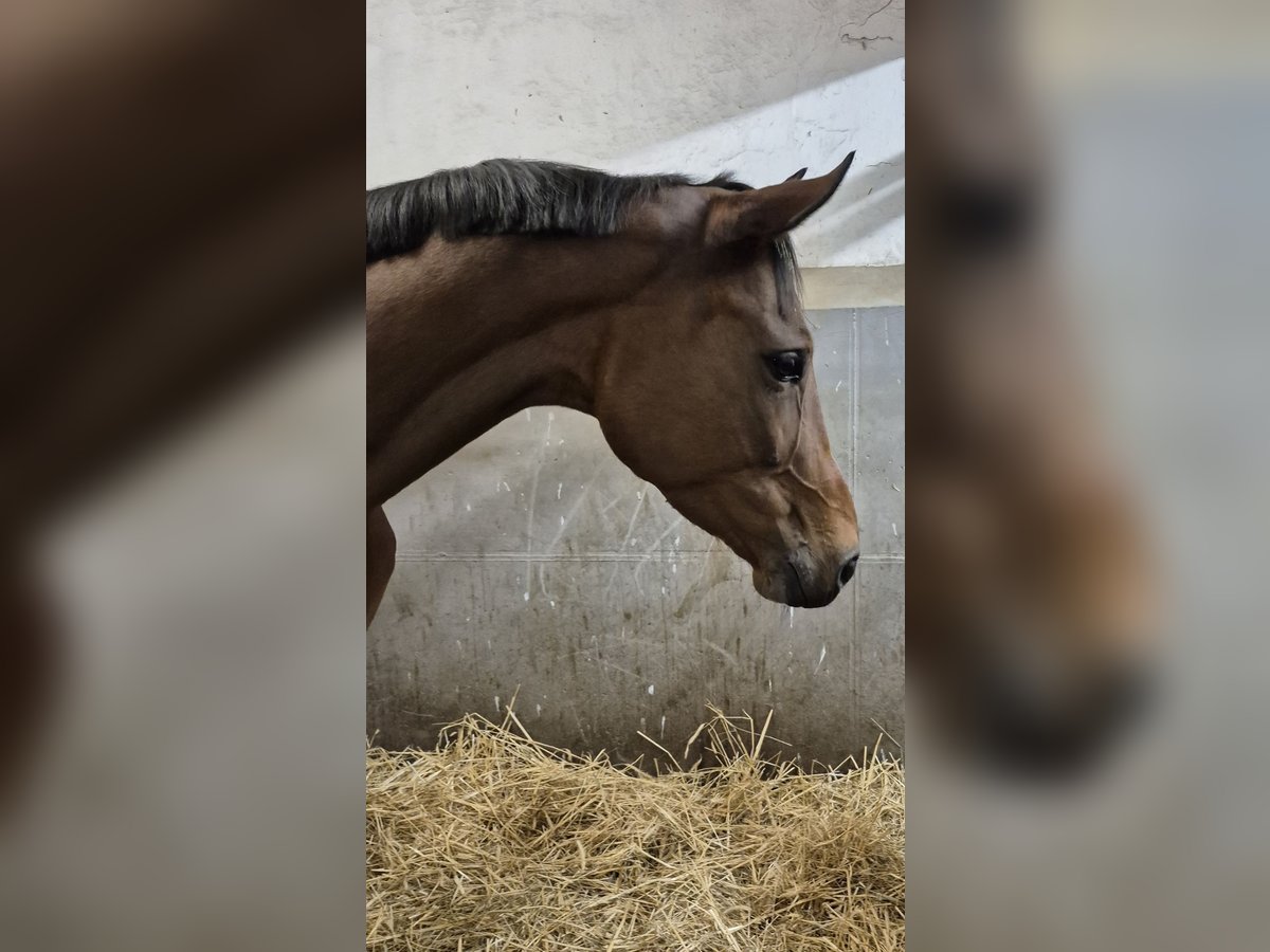 Oldenburg Mare 9 years 16,2 hh Brown in Bruchsal Oldenburg Mare 9 years 16,2 hh Brown in Bruchsal