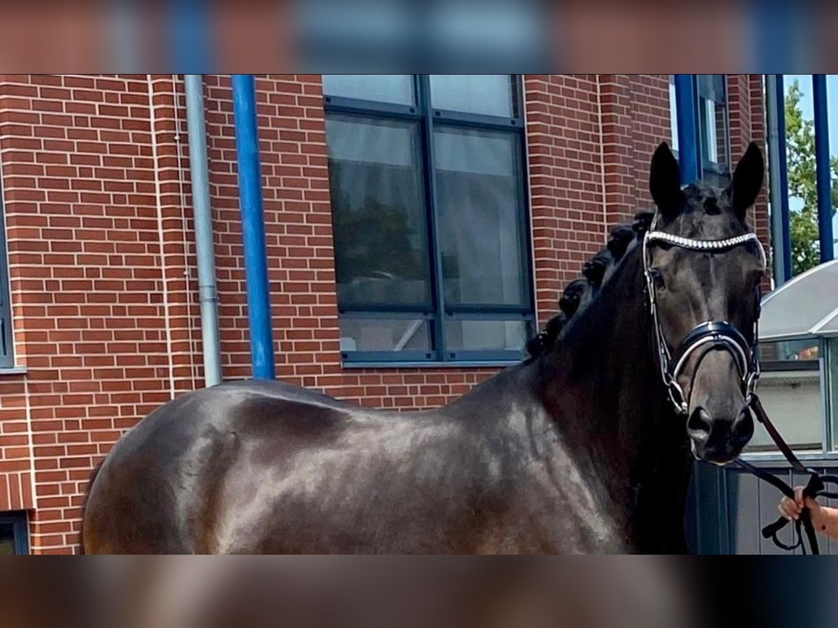 Oldenburg Mare 9 years 16,3 hh Black in Helferskirchen Oldenburg Mare 9 years 16,3 hh Black in Helferskirchen