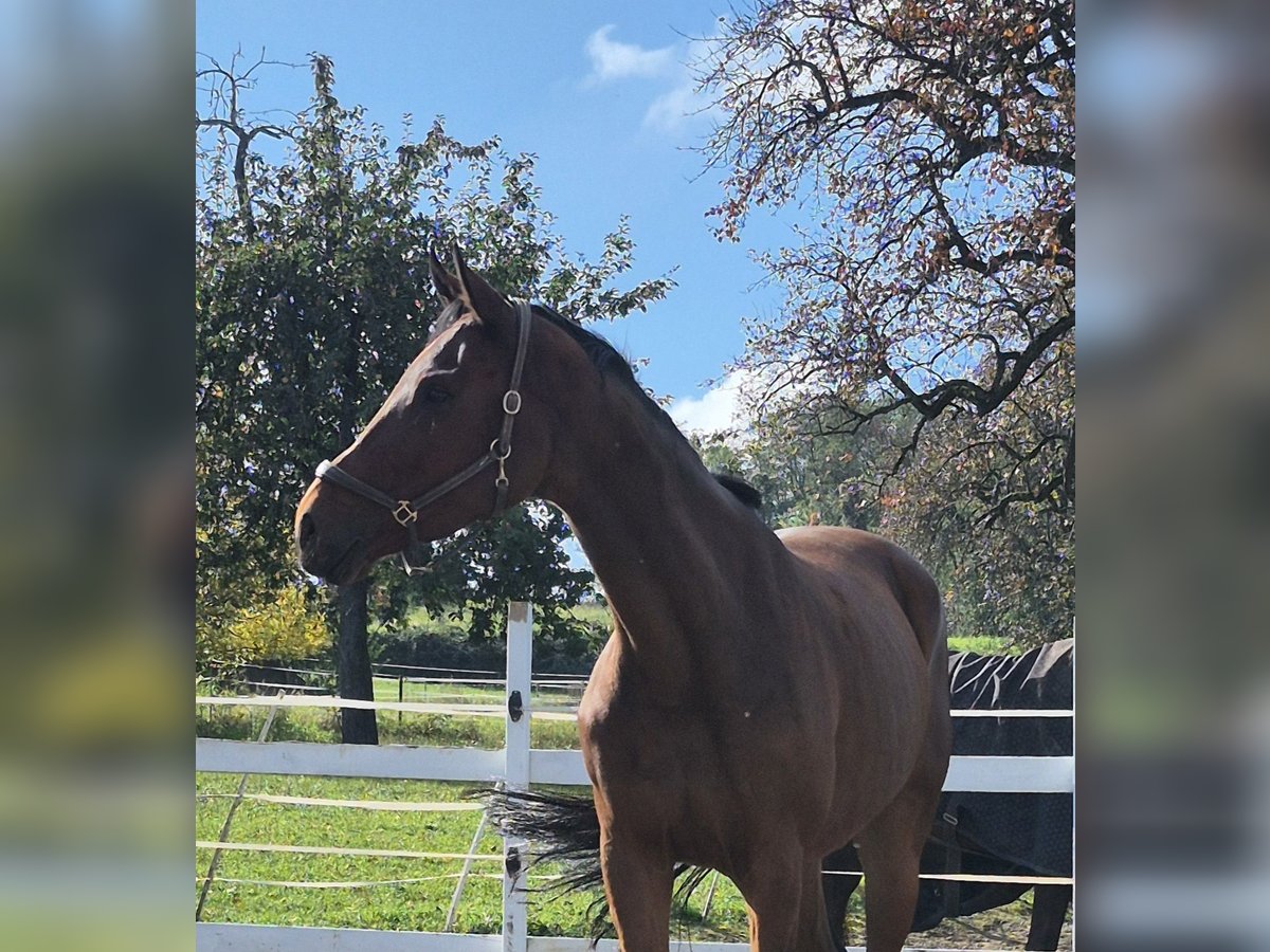 Oldenburg Mare 9 years 16,3 hh Brown in Bruchsal Oldenburg Mare 9 years 16,3 hh Brown in Bruchsal