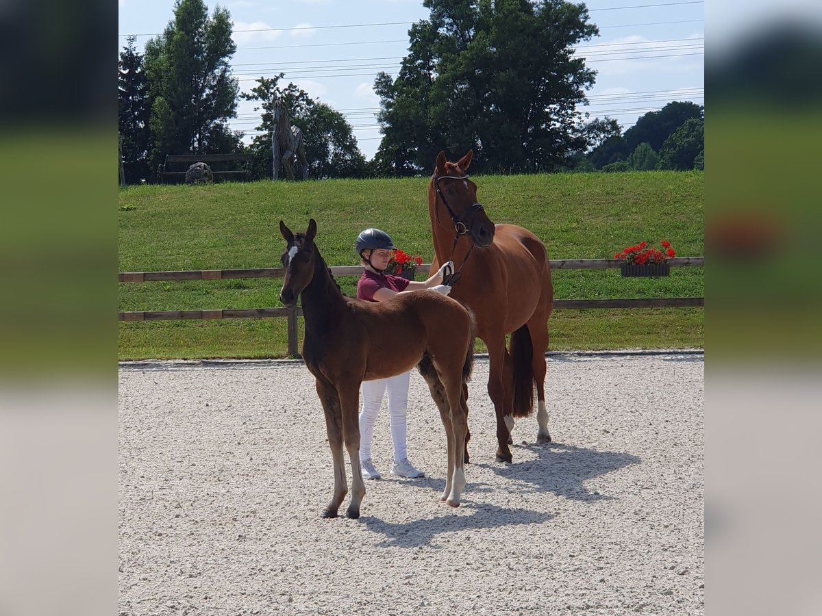 Oldenburg Mare 9 years 16,3 hh Chestnut-Red in Rotthalm&#xFC;nster