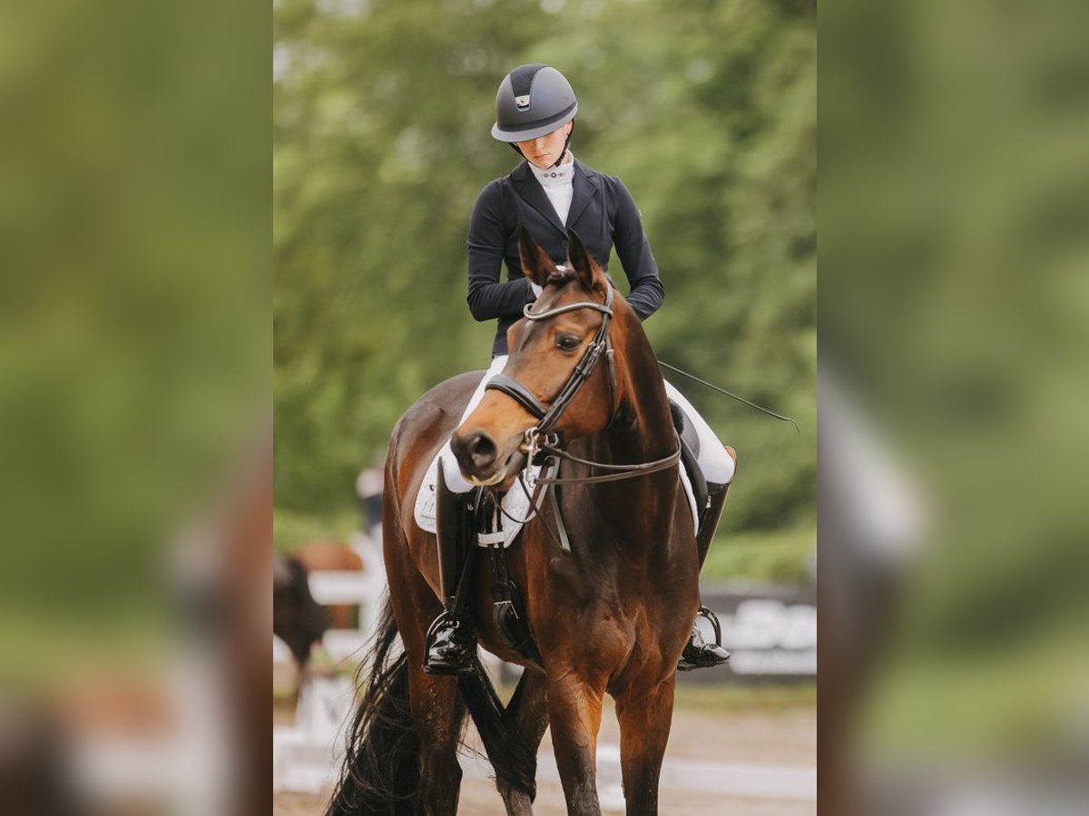 Oldenburg Mare 9 years 17,1 hh Bay-Dark in Sulzbach am Main