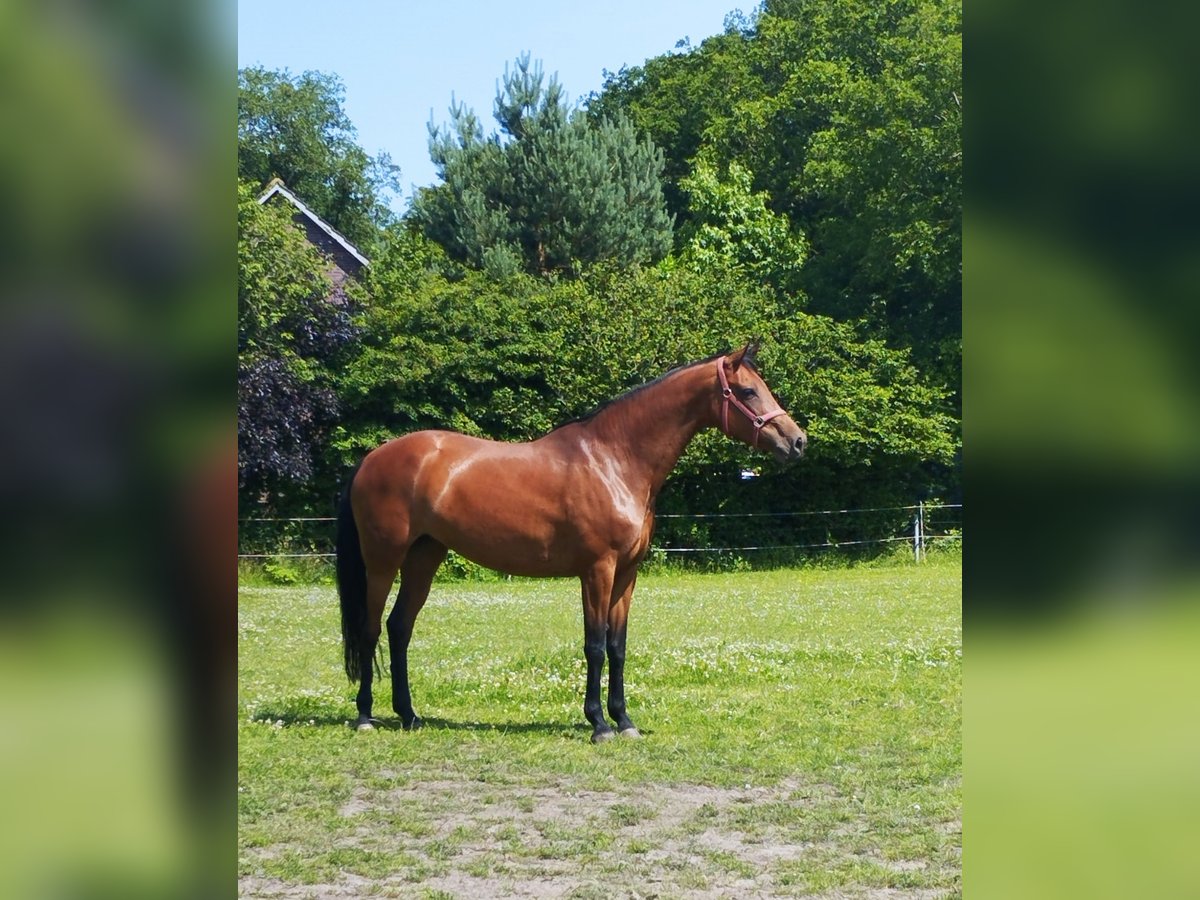 Oldenburg Mare 9 years 17,1 hh Brown in Friedeburg /Marx