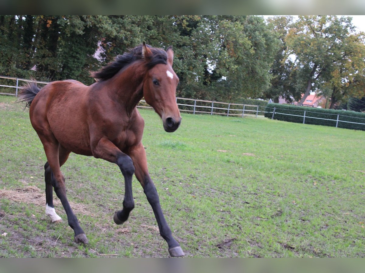 Oldenburg Mix Mare Foal (01/2025) 13,2 hh Brown in Bösel Oldenburg Mix Mare Foal (01/2025) 13,2 hh Brown in Bösel