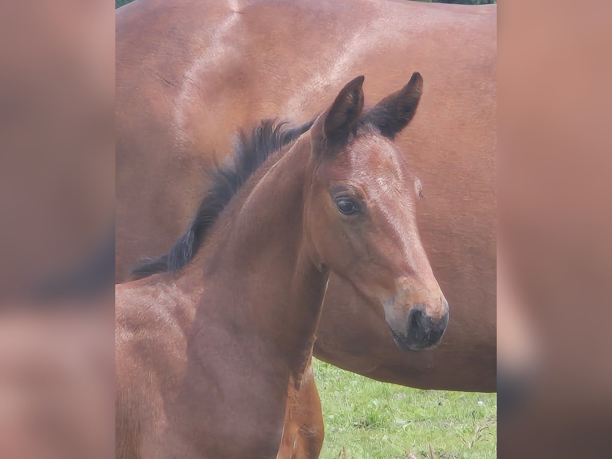 Oldenburg Mare Foal (04/2024) 16,1 hh Brown in Westerstede