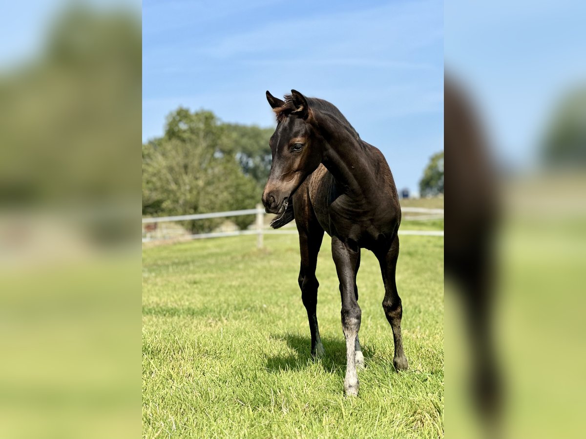 Oldenburg Mare Foal (05/2024) 16,2 hh Black in Krempermoor