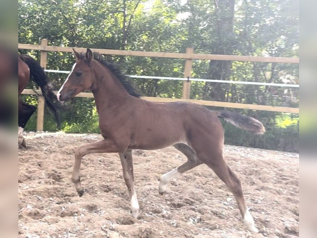 Oldenburg Mare Foal (06/2024) 16,2 hh Brown in Ihlienworth