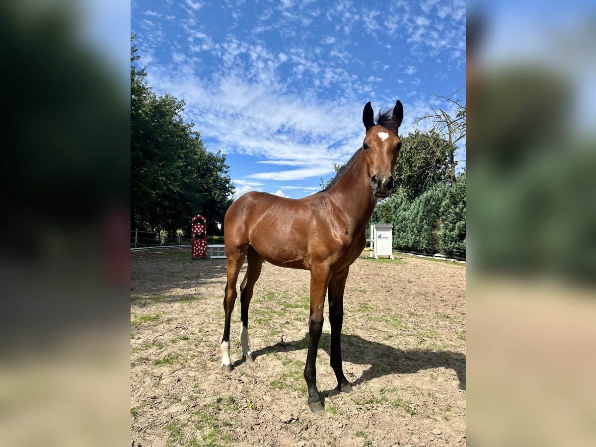 Oldenburg Mare Foal (03/2024) 16,2 hh Brown in Meppen