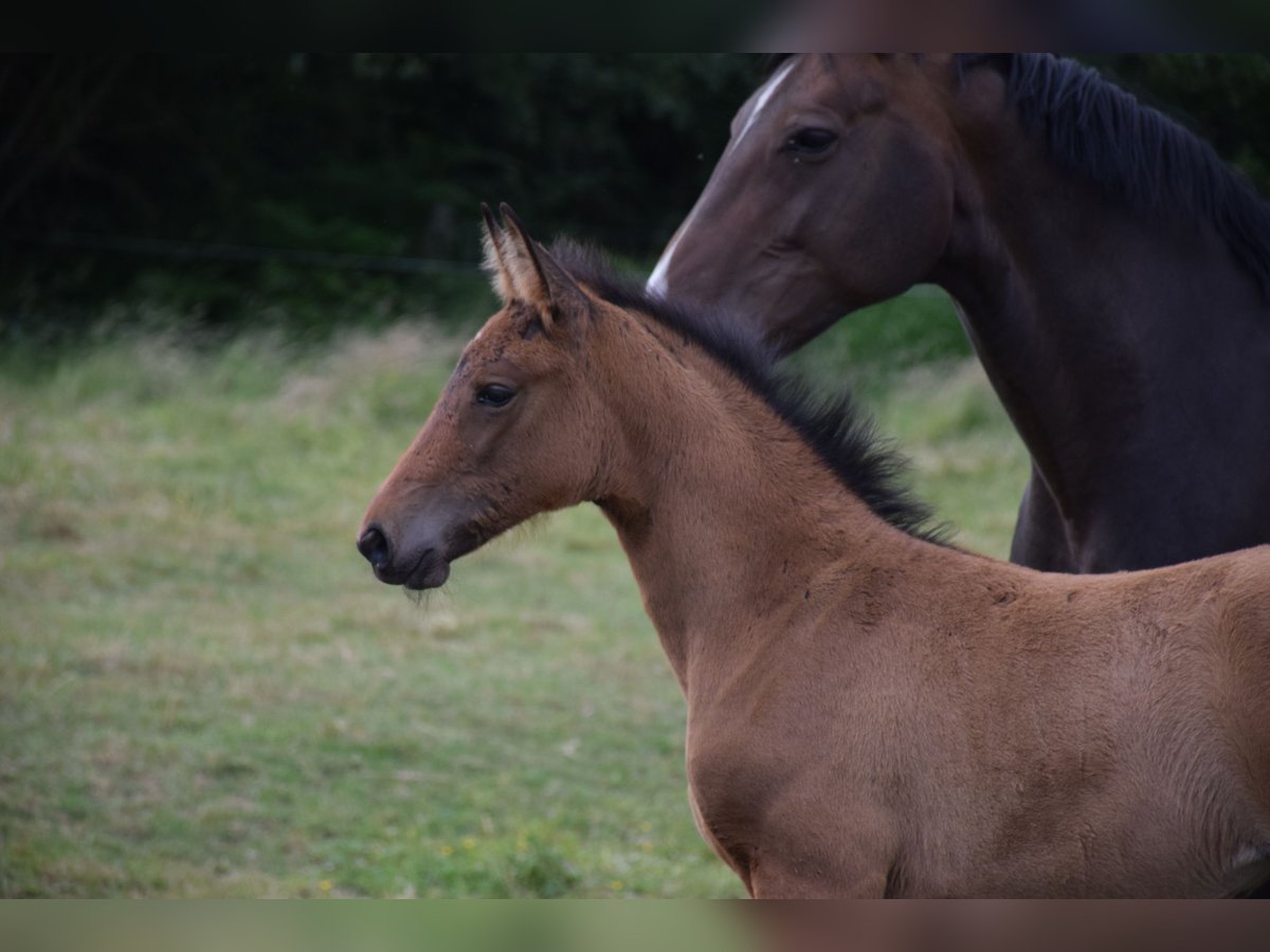 Oldenburg Mare  16,2 hh Brown in breendonk