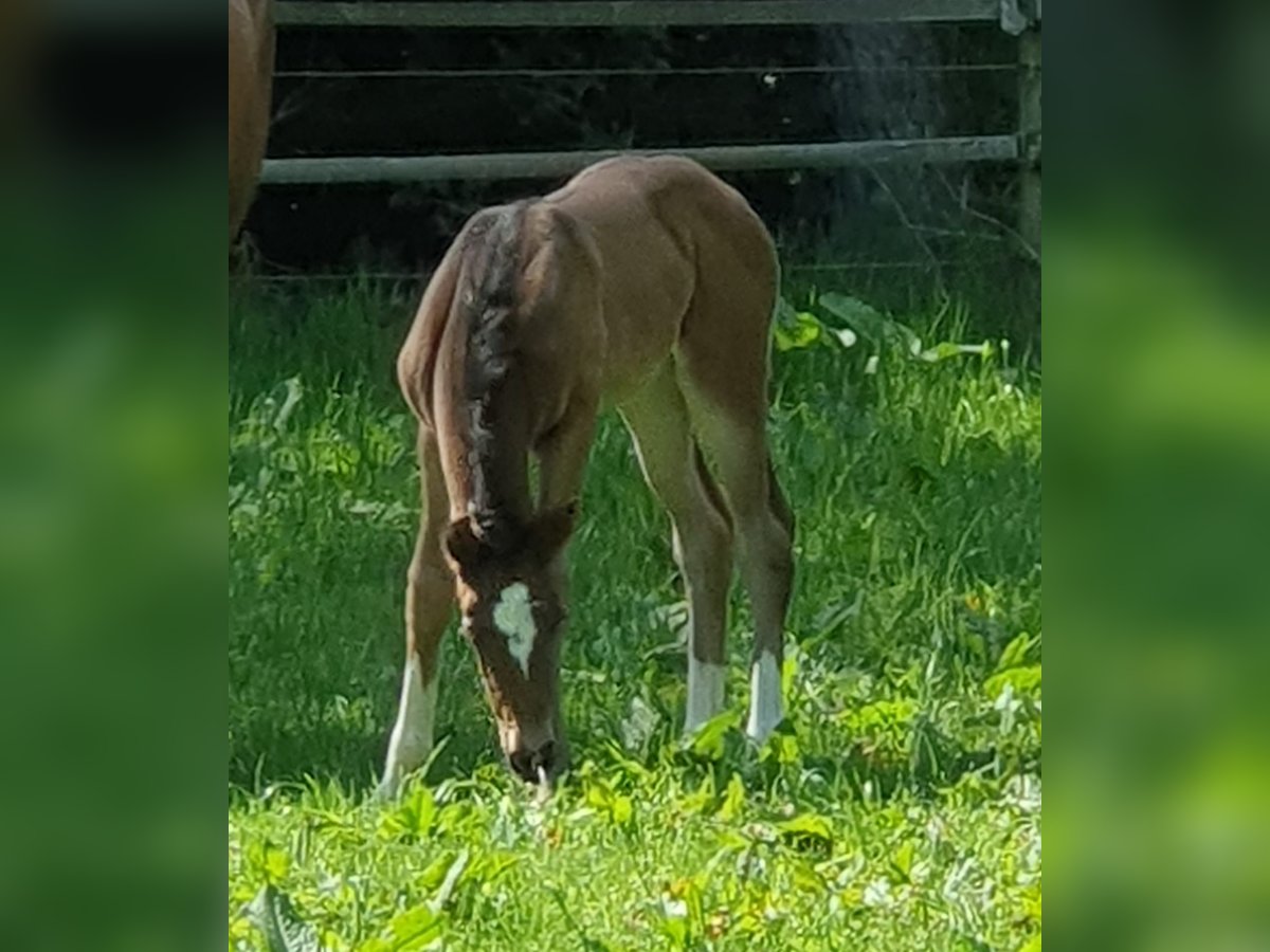 Oldenburg Mare  16,2 hh Smoky-Black in Jesteburg