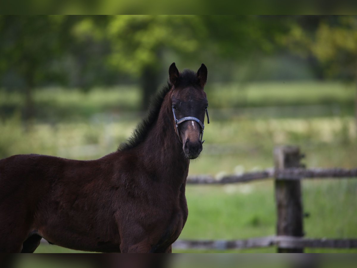 Oldenburg Mare Foal (02/2023) 16,3 hh Smoky-Black in Wittmund Ardorf