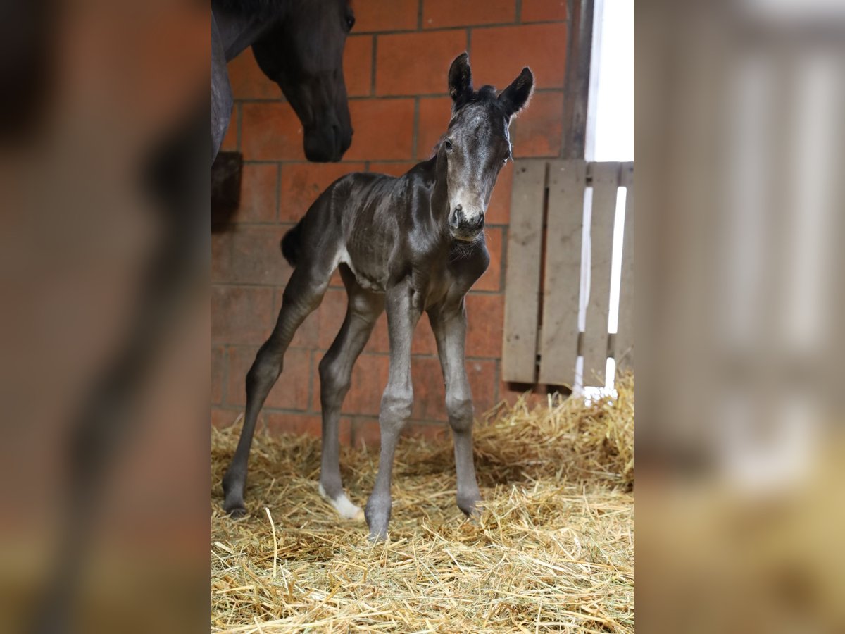 Oldenburg Mare  16 hh Black in Dautphetal