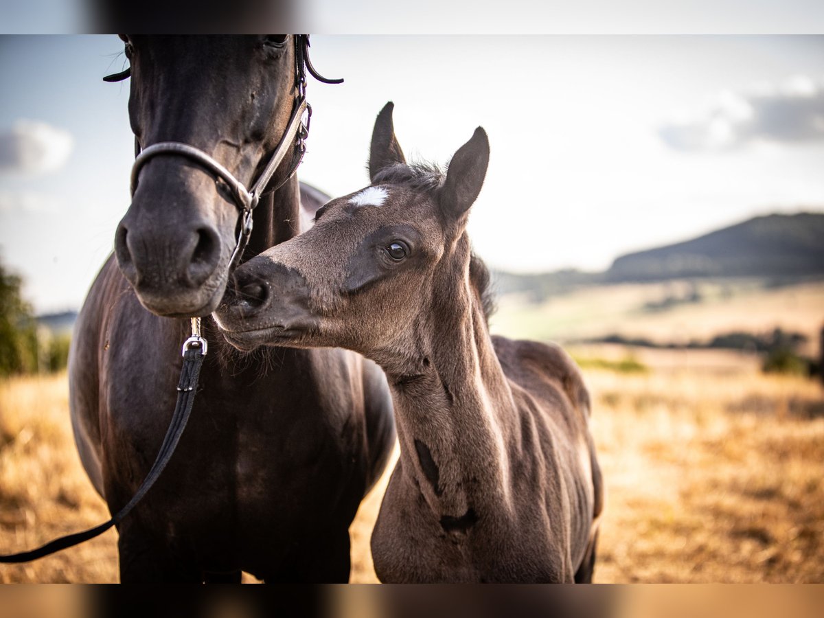 Oldenburg Mare  16 hh Black in Zierenberg