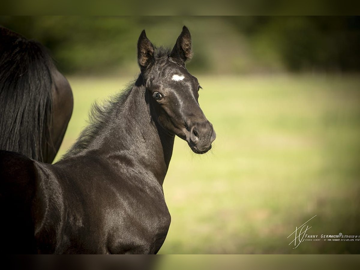 Oldenburg Mare Foal (08/2025) 16 hh Black in Thiers