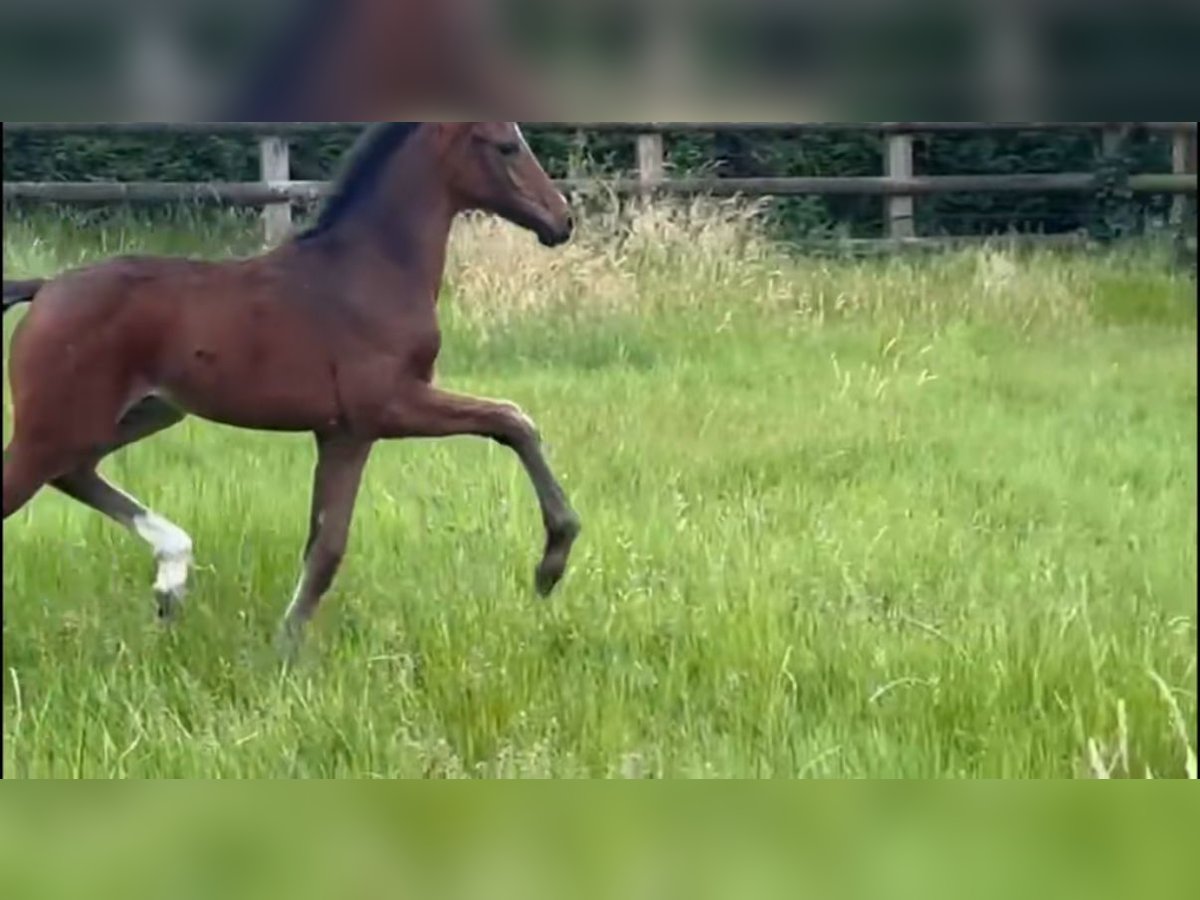 Oldenburg Mare  16 hh Brown in Vechta