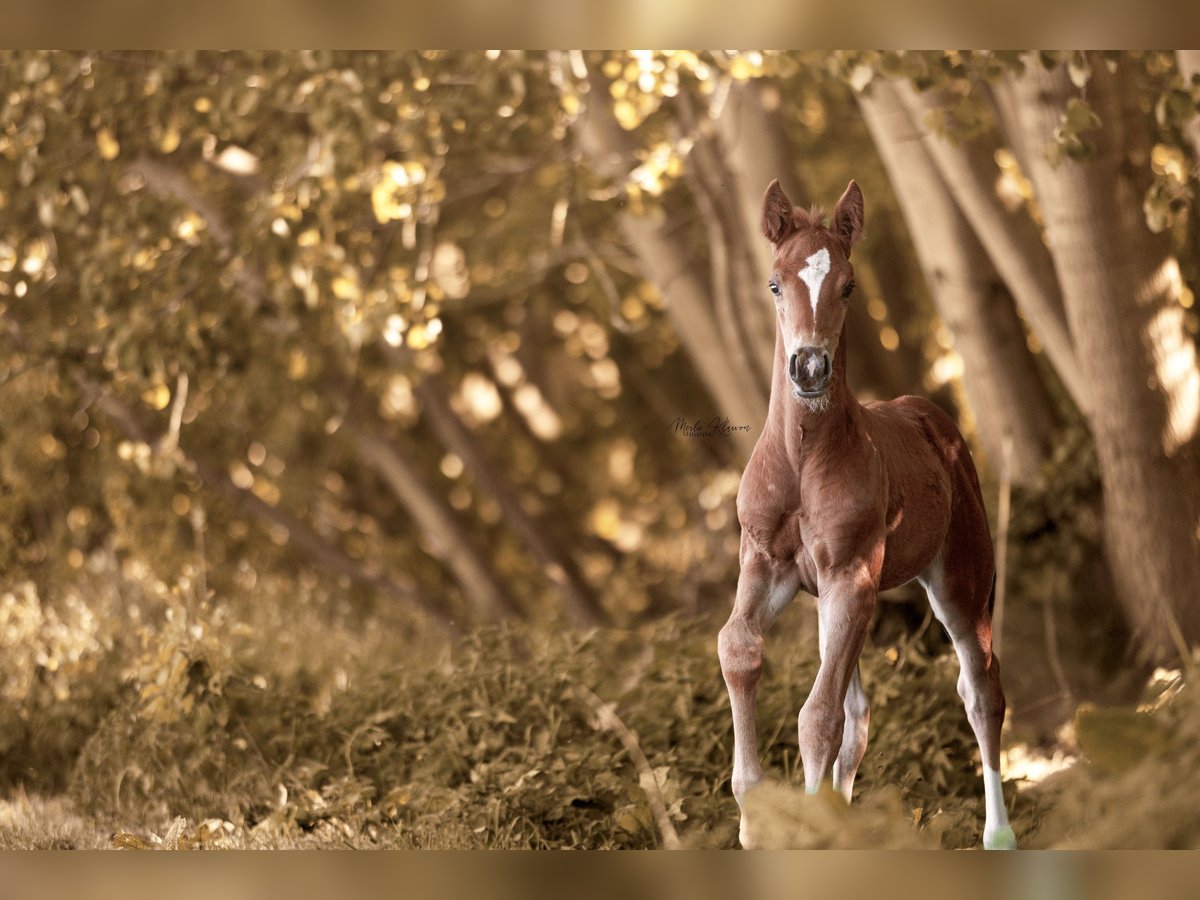 Oldenburg Mare  16 hh Chestnut-Red in B&#xFC;lstedt