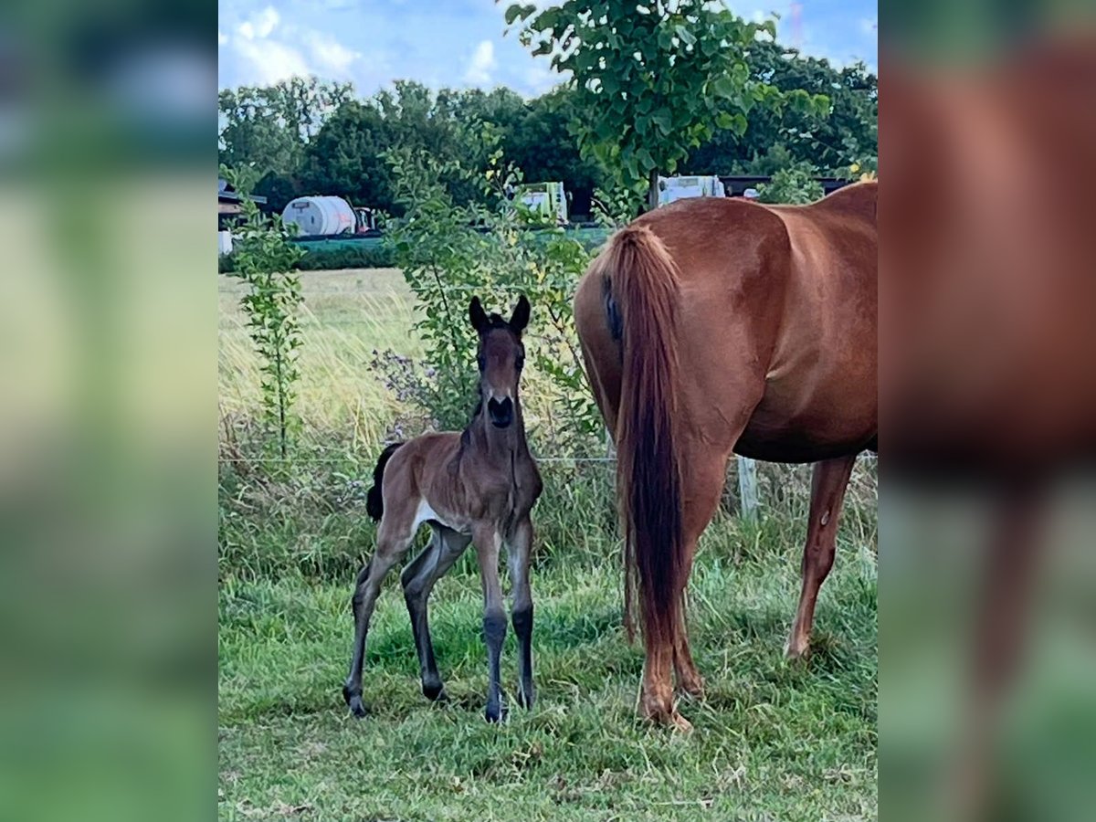 Oldenburg Mare Foal (07/2025) 16,1 hh Bay-Dark in breendonk
