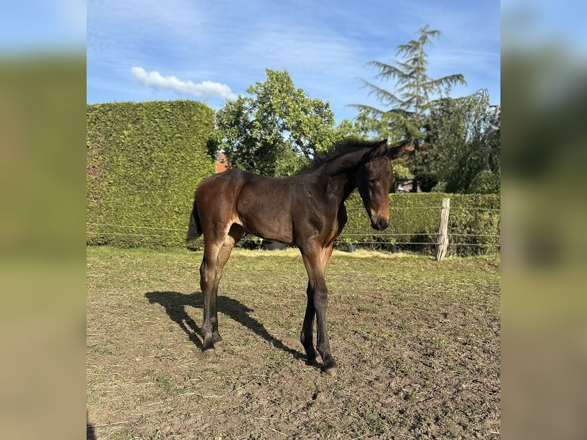 Oldenburg Mare  16,1 hh Bay-Dark in Gro&#xDF;efehn Bagband