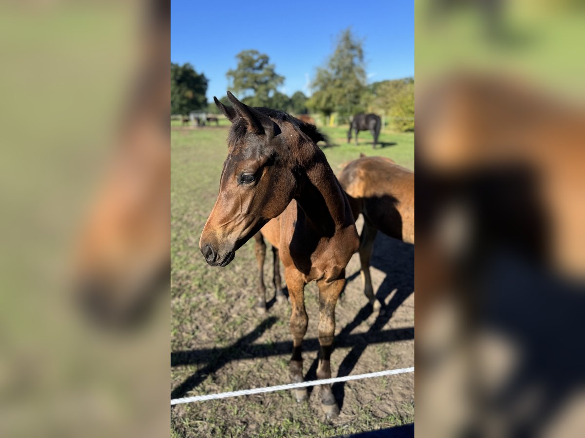 Oldenburg Mare Foal (04/2025) 16,1 hh Bay-Dark in Gro&#xDF;efehn Bagband