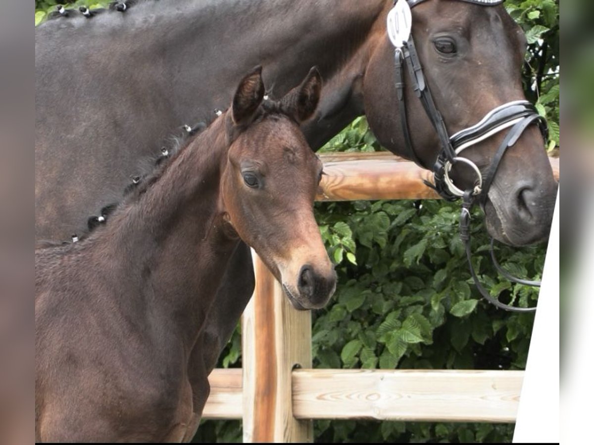 Oldenburg Mare  16,1 hh Bay-Dark in Gro&#xDF;efehn Bagband