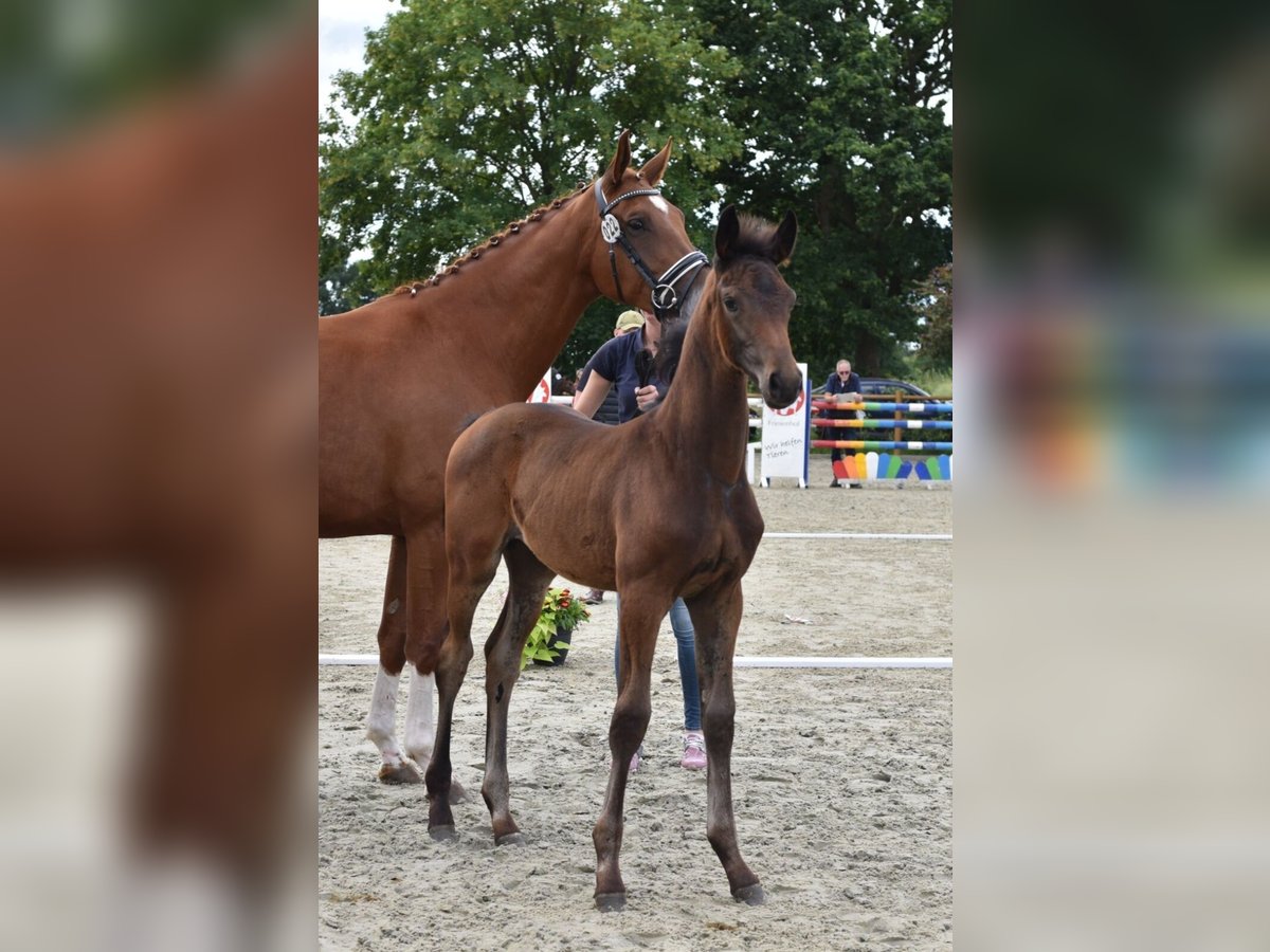 Oldenburg Mare  16,1 hh Bay-Dark in Wiesmoor