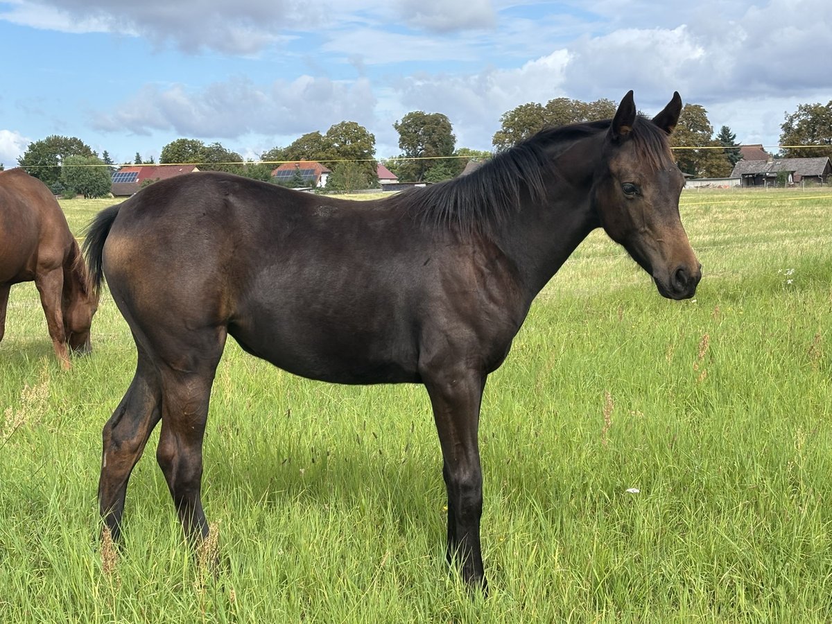 Oldenburg Mare Foal (03/2025) 16,1 hh Brown in Steinh&#xF6;fel