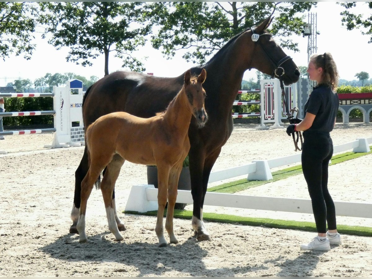 Oldenburg Mare Foal (05/2025) 16,1 hh Chestnut in Ganderkesee