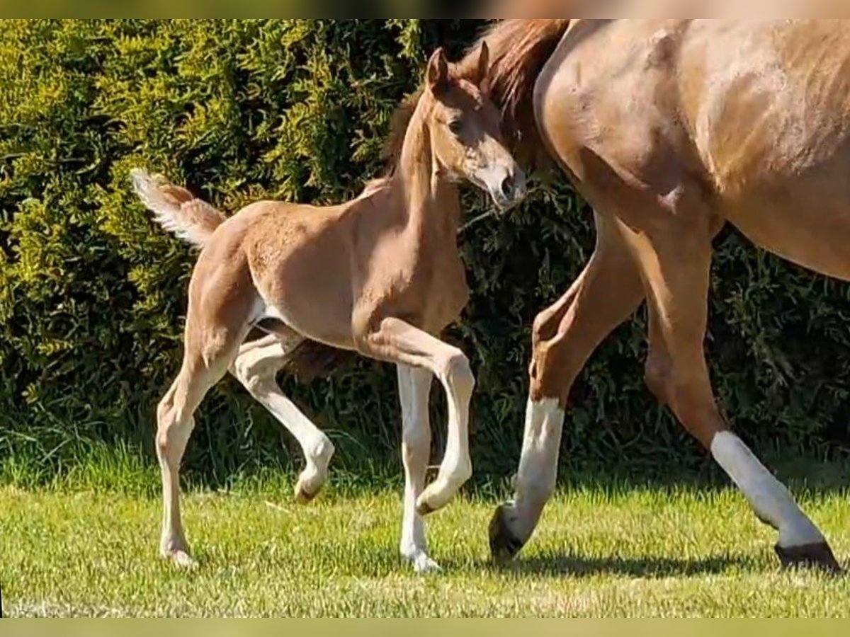 Oldenburg Mare  16,1 hh Chestnut-Red in Wittmund