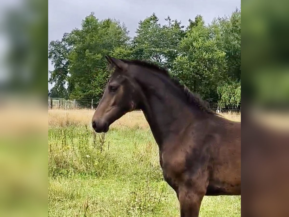 Oldenburg Mare  16,1 hh in HalleHalle