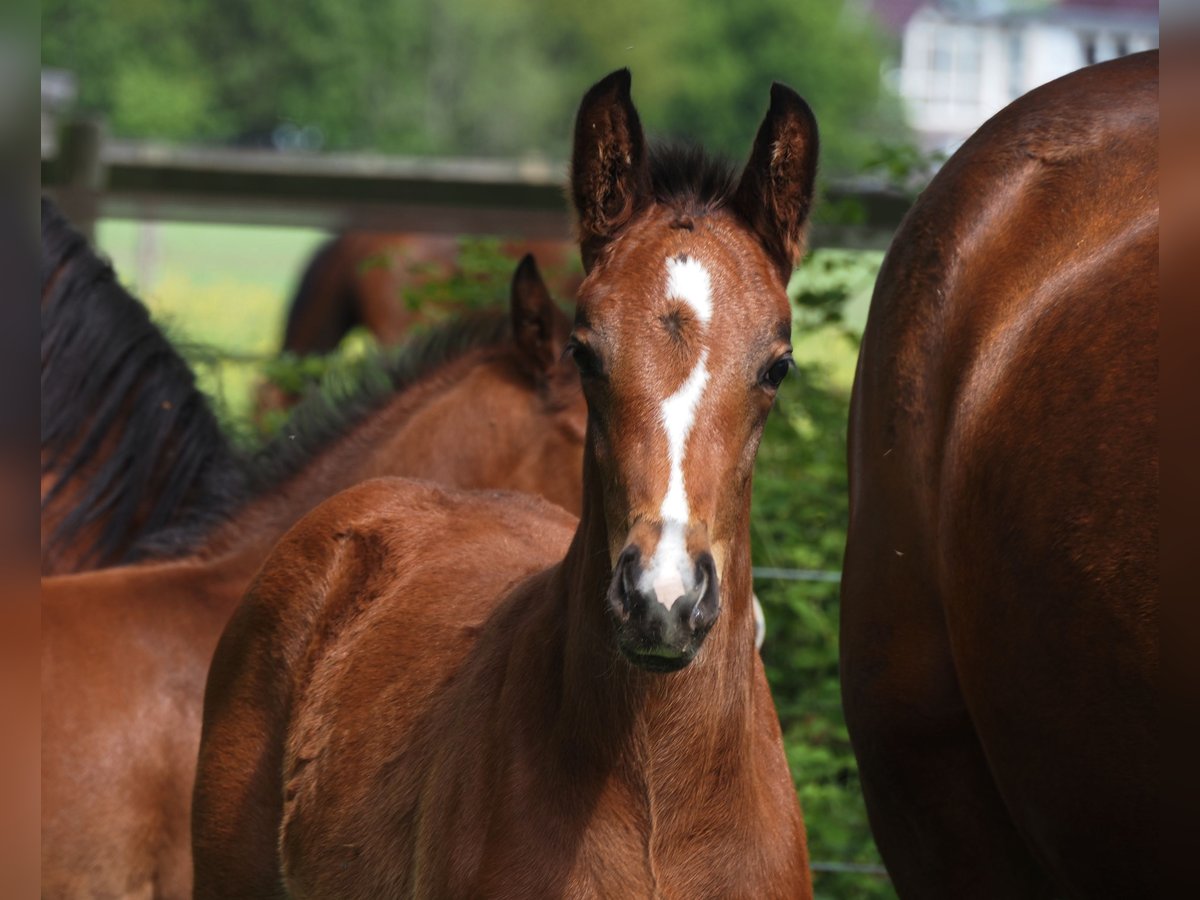 Oldenburg Mare Foal (04/2025) 16,2 hh Bay-Dark in Bramsche Oldenburg Mare Foal (04/2025) 16,2 hh Bay-Dark in Bramsche